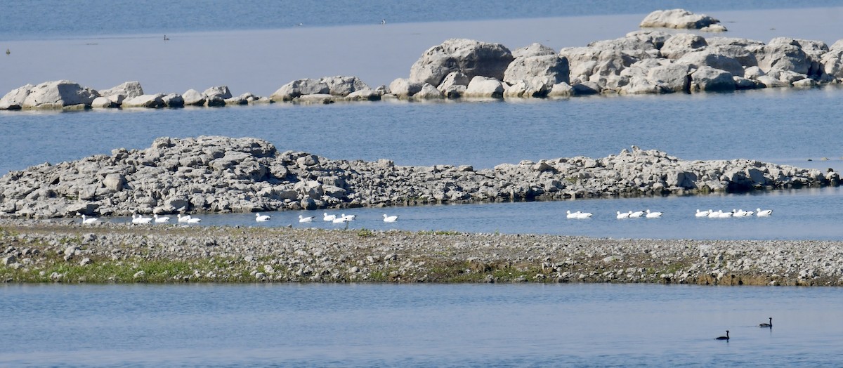 Snow Goose - ML642436489