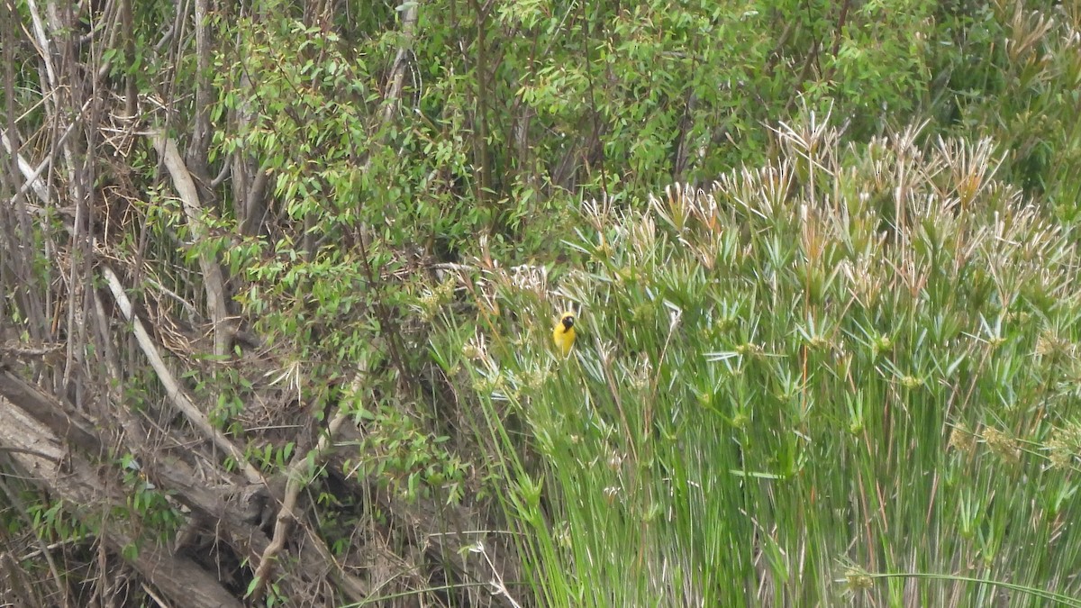 svartmaskevever - ML642436490