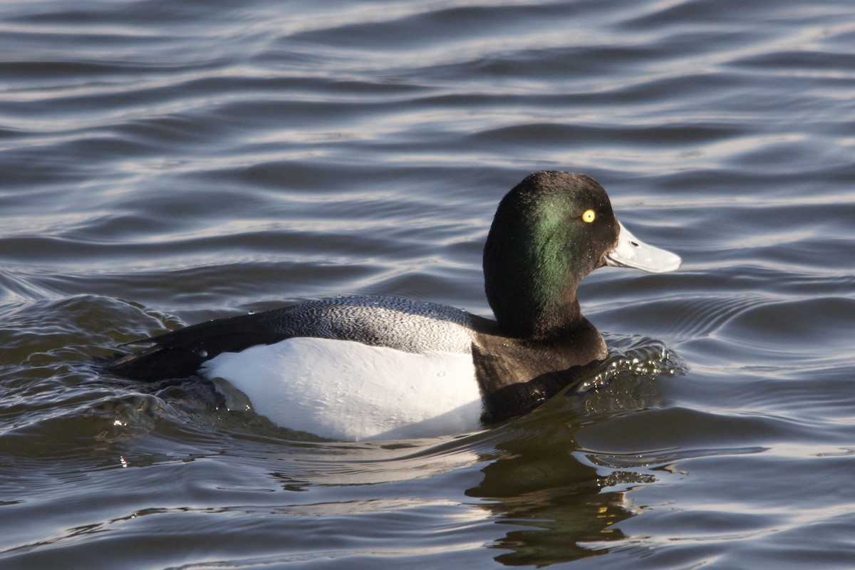 Greater Scaup - ML642436507