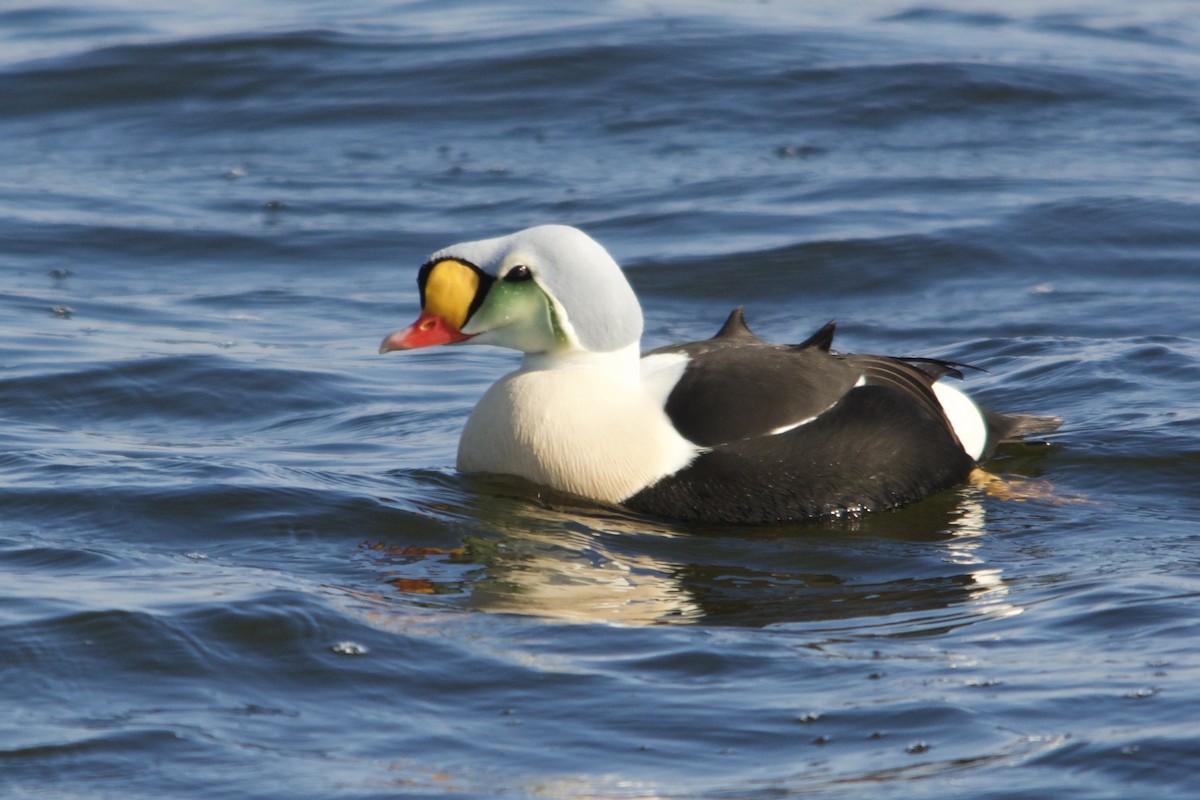 King Eider - ML642436544