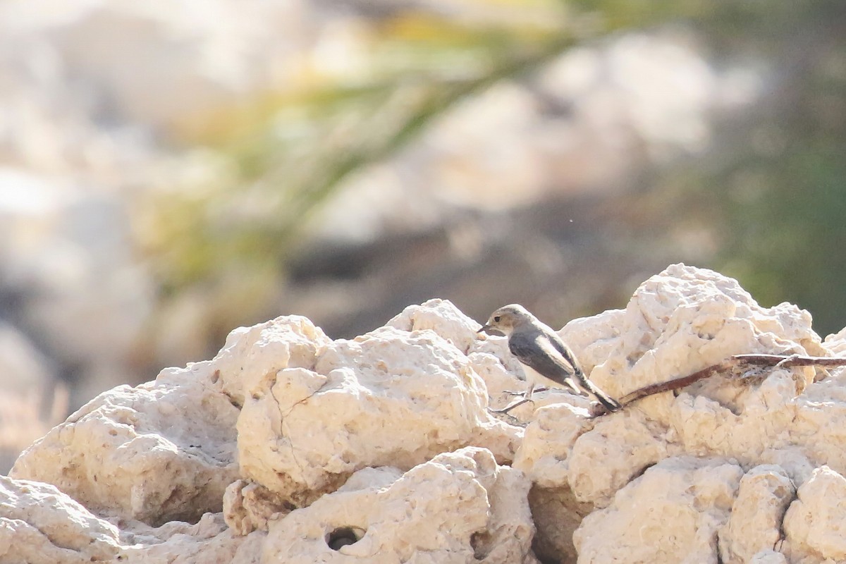 Arabian Wheatear - ML642436556