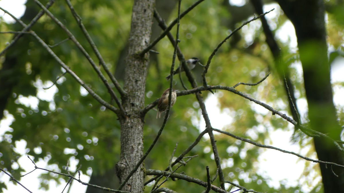 Carolina Wren - ML642436606
