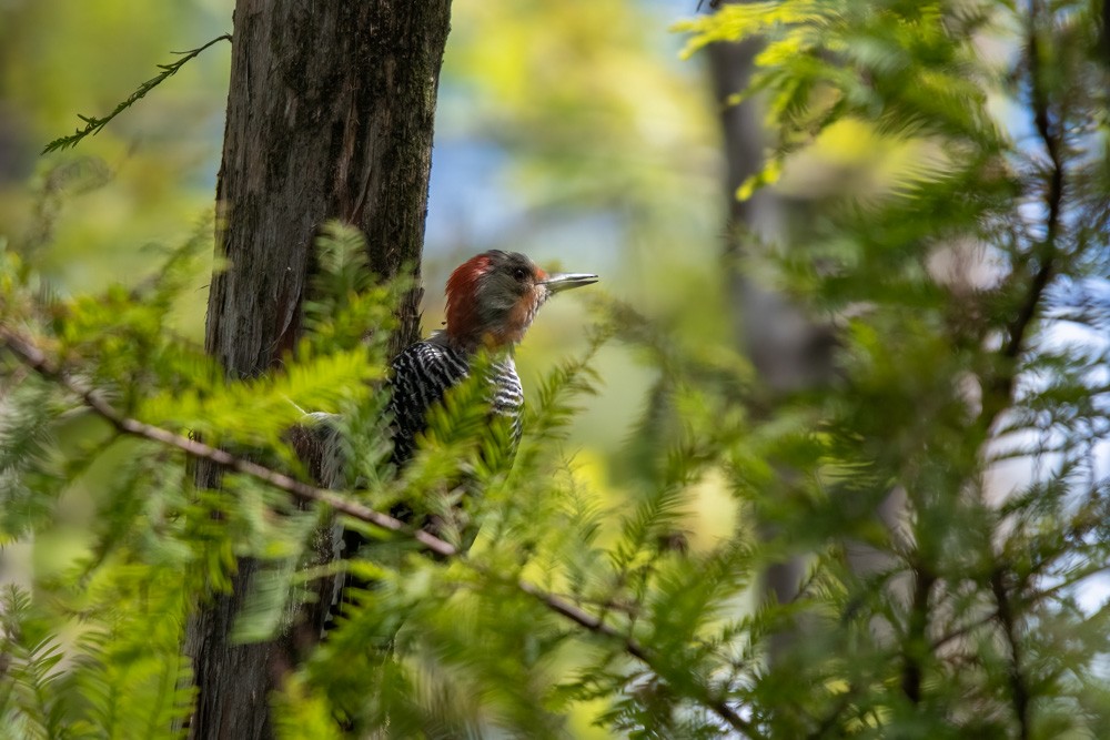 Red-bellied Woodpecker - ML642436667