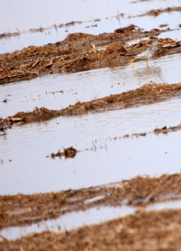 plystresnipe - ML642436701