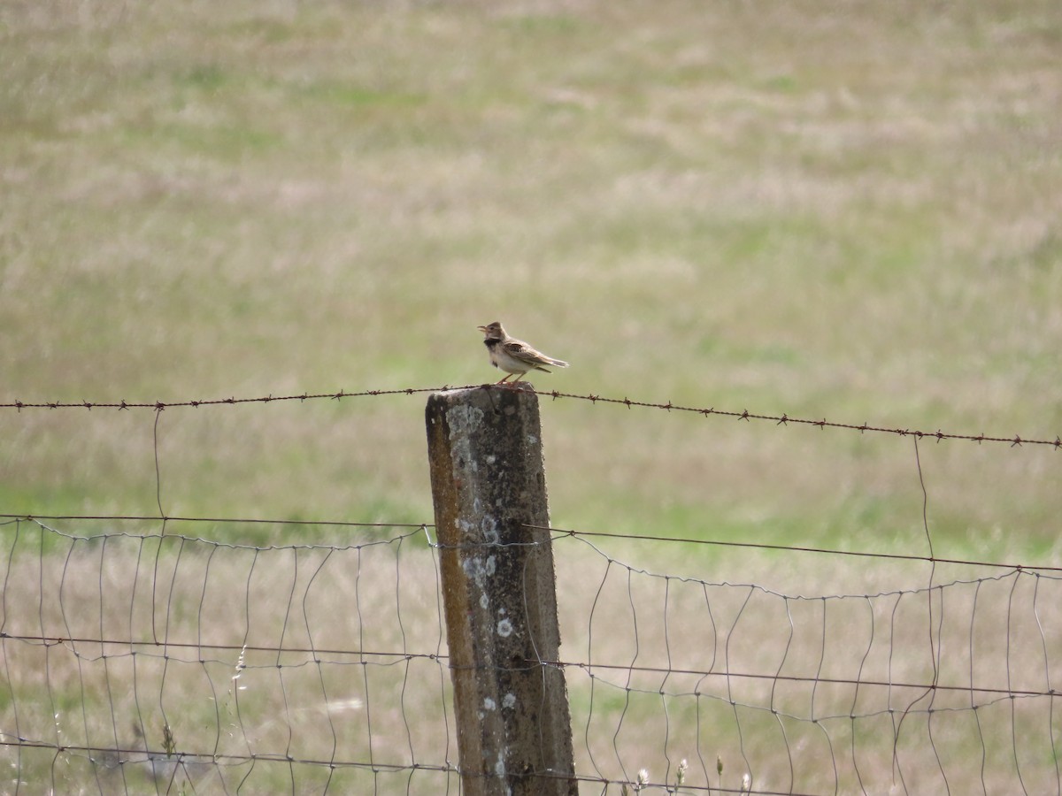 Calandra Lark - ML642436722