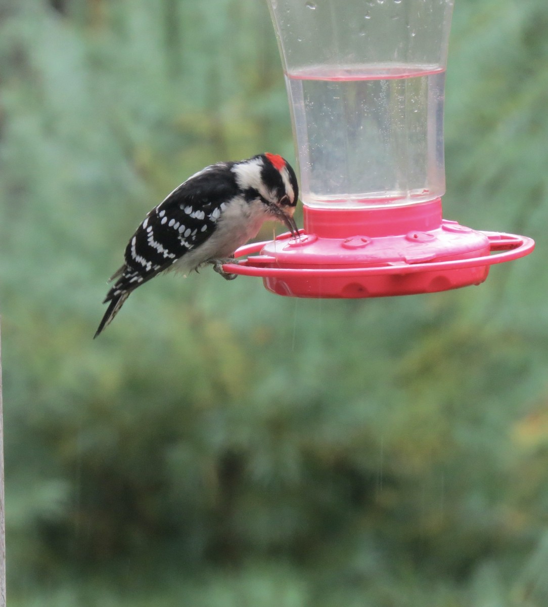 Downy Woodpecker - ML642436728