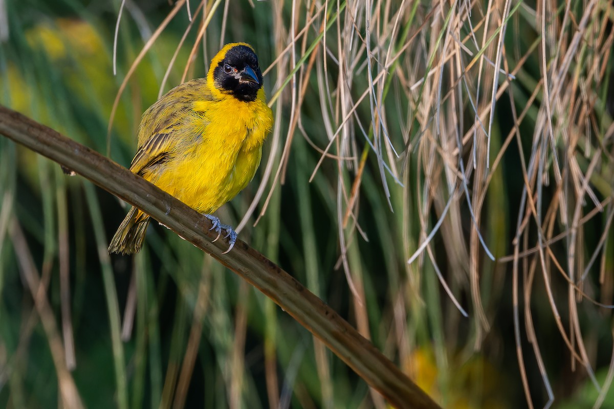 Slender-billed Weaver - ML642436803