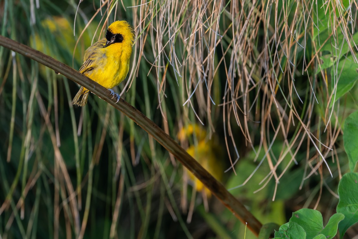 Slender-billed Weaver - ML642436804