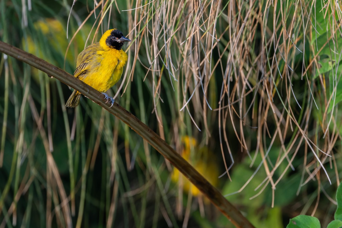 Slender-billed Weaver - ML642436805