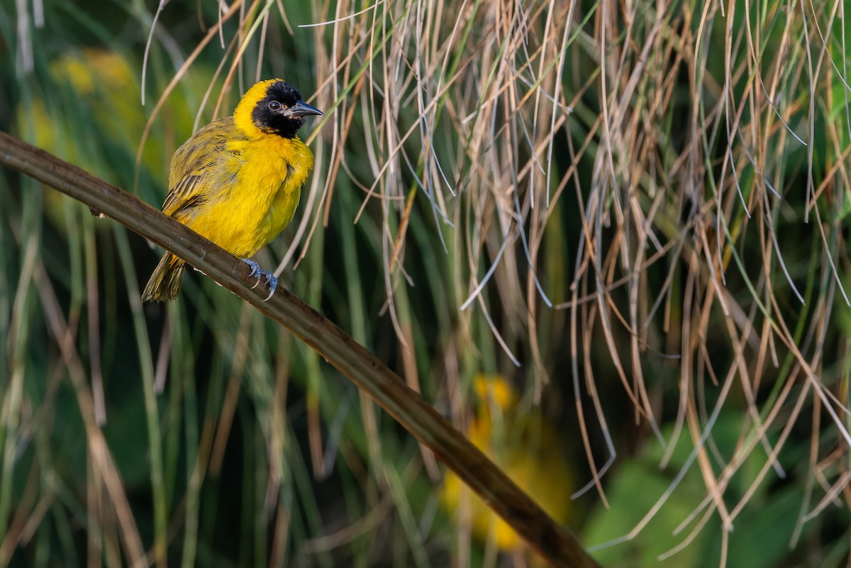 Slender-billed Weaver - ML642436806