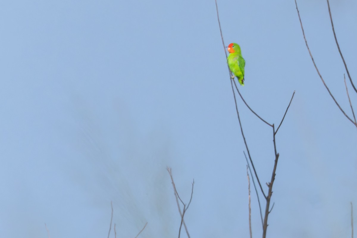 Red-headed Lovebird - ML642436834