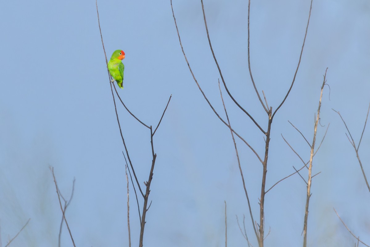 Red-headed Lovebird - ML642436835