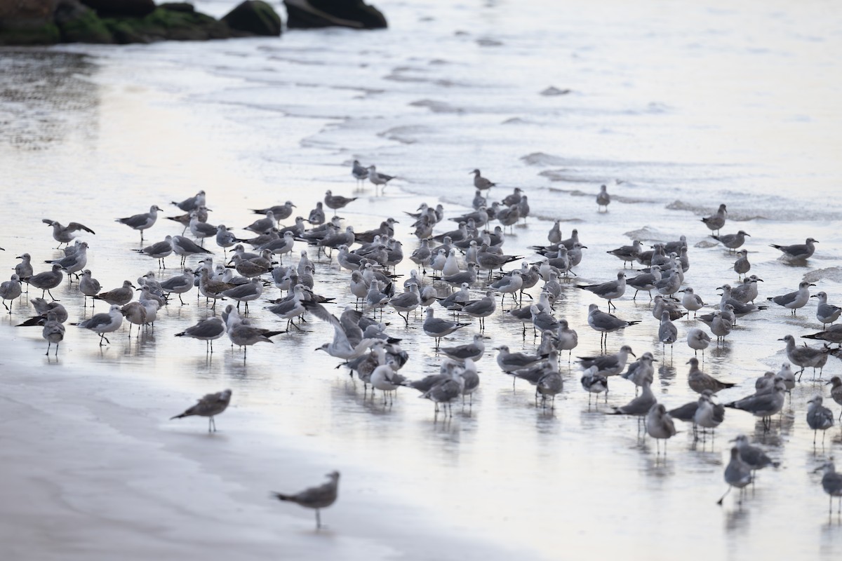 Laughing Gull - ML642436837
