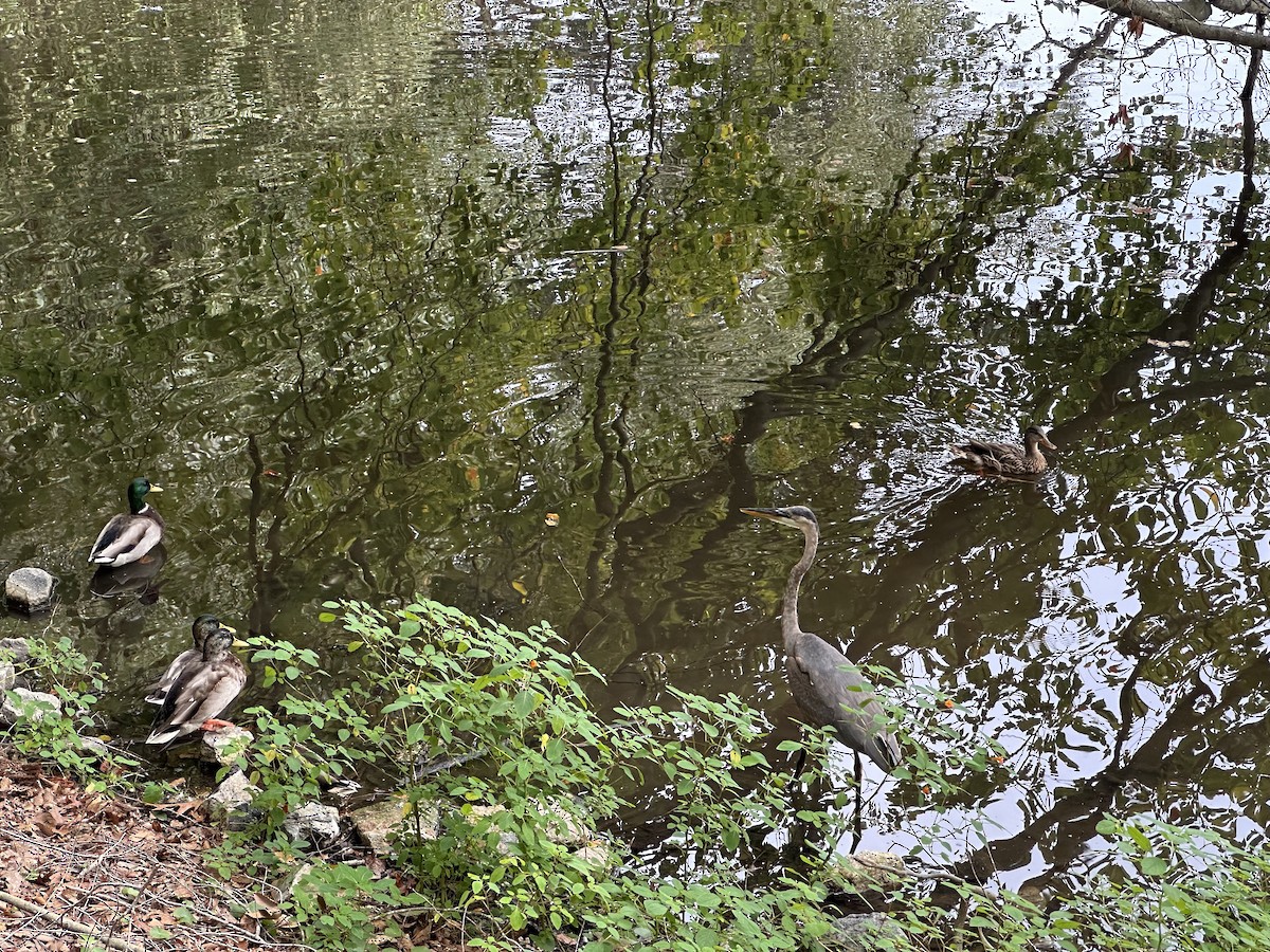 Great Blue Heron - ML642436843