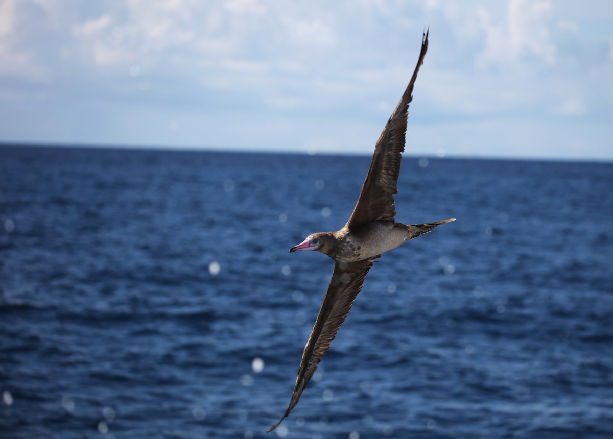 Red-footed Booby - ML642436866