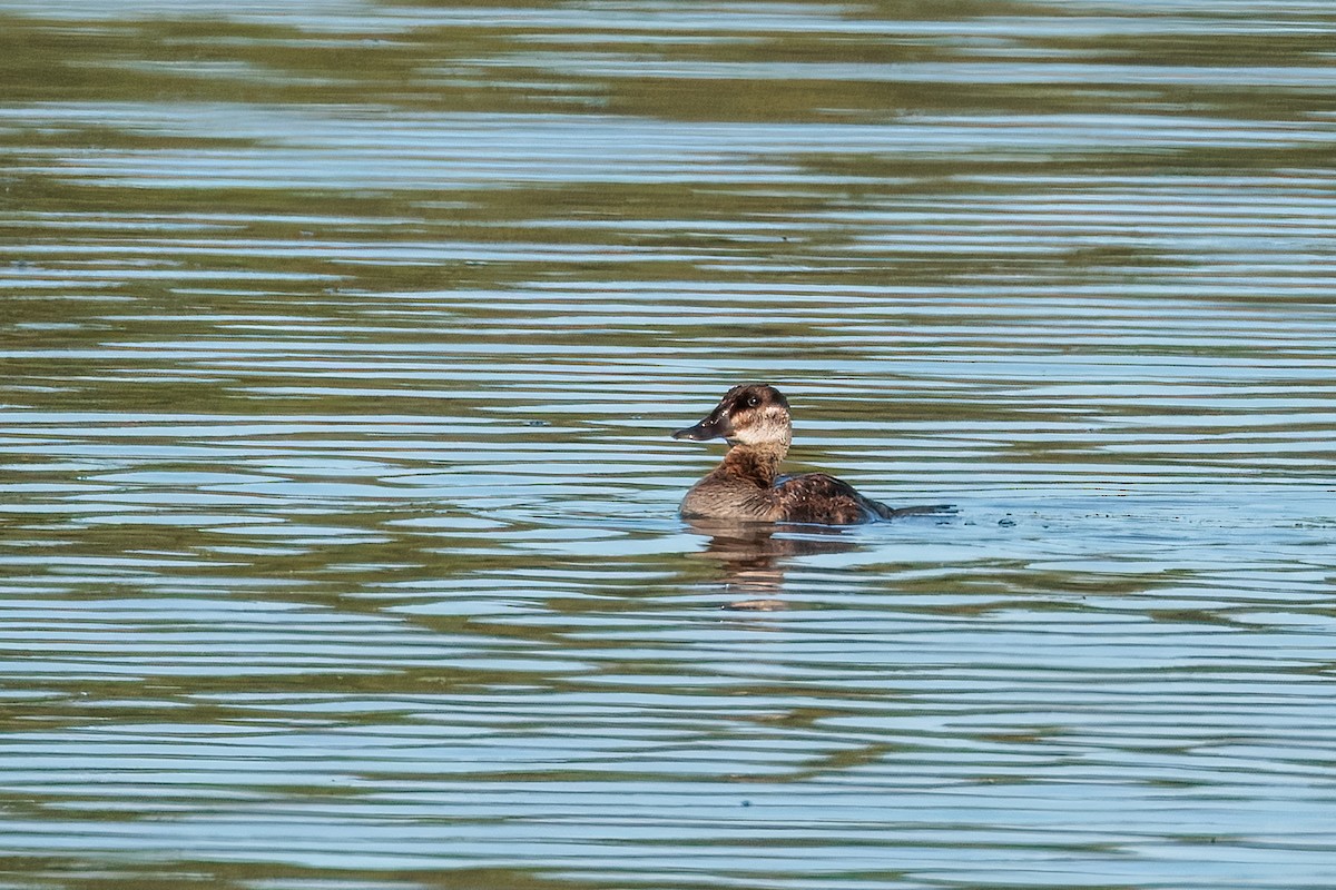 Ruddy Duck - ML642436868