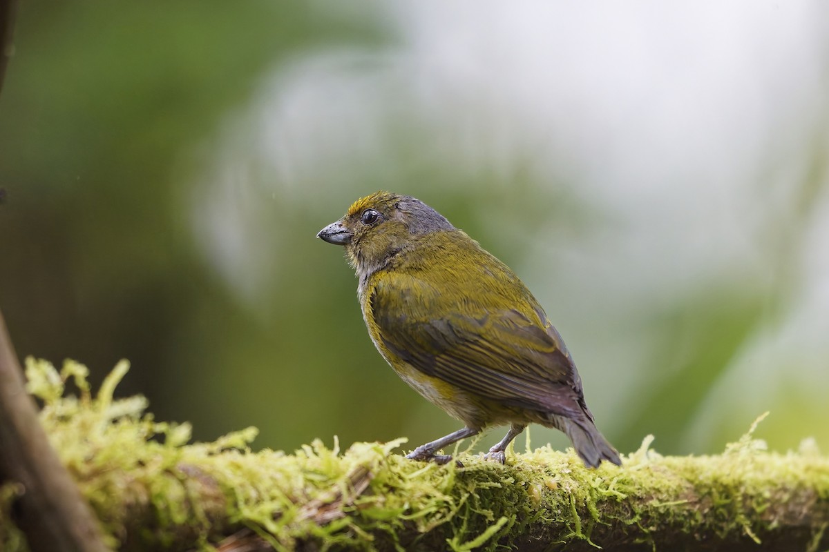 Orange-bellied Euphonia - ML642436869
