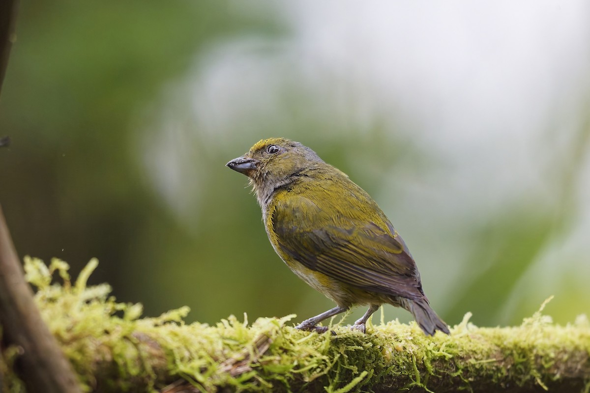 Orange-bellied Euphonia - ML642436871