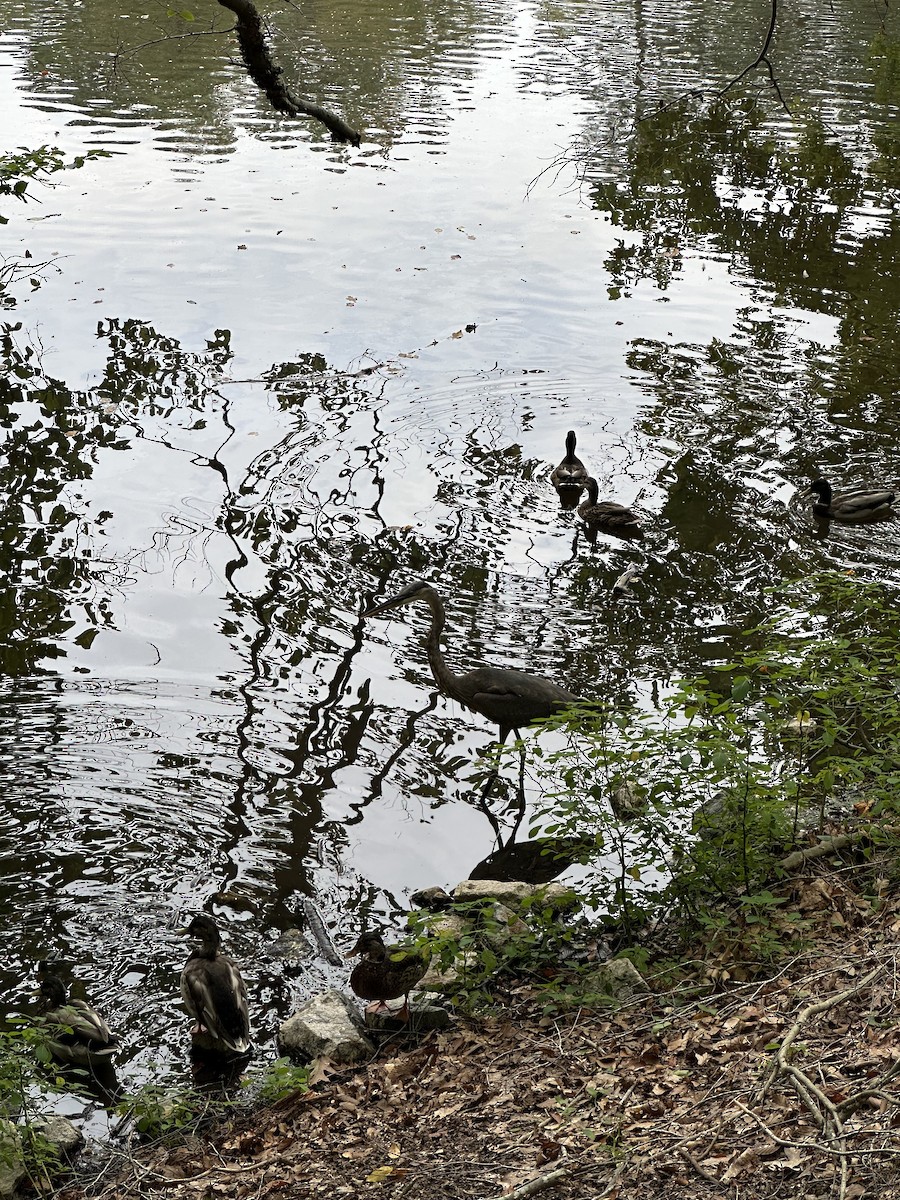 Зэрлэг нугас - ML642436873