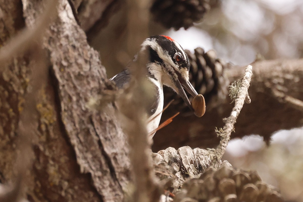 Hairy Woodpecker - ML642436883