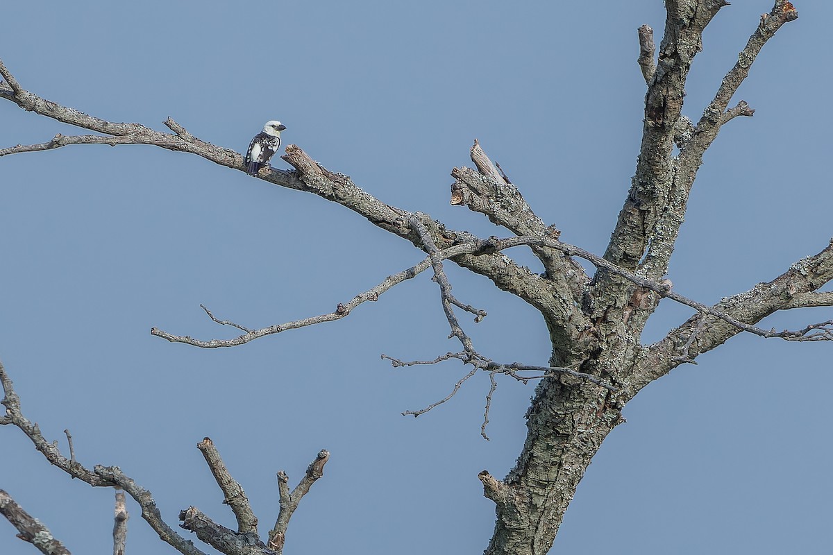 White-headed Barbet (White-headed) - ML642436889