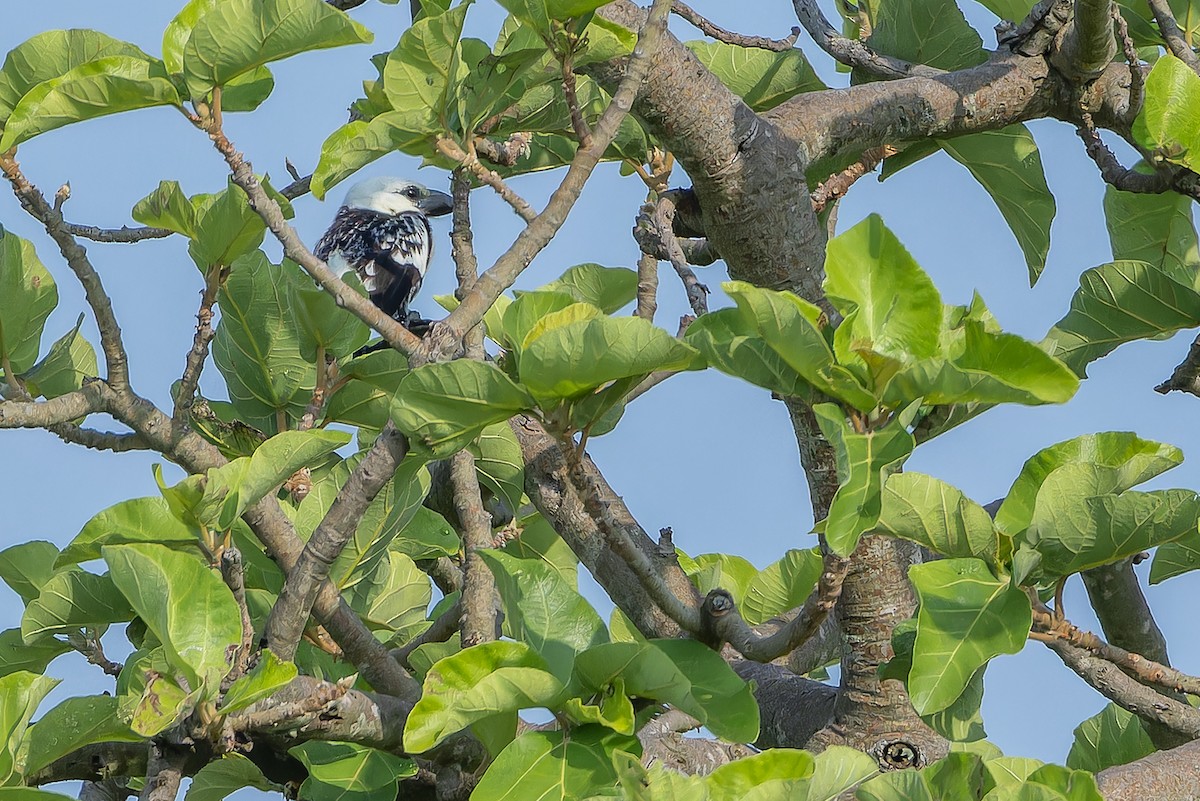 White-headed Barbet (White-headed) - ML642436890