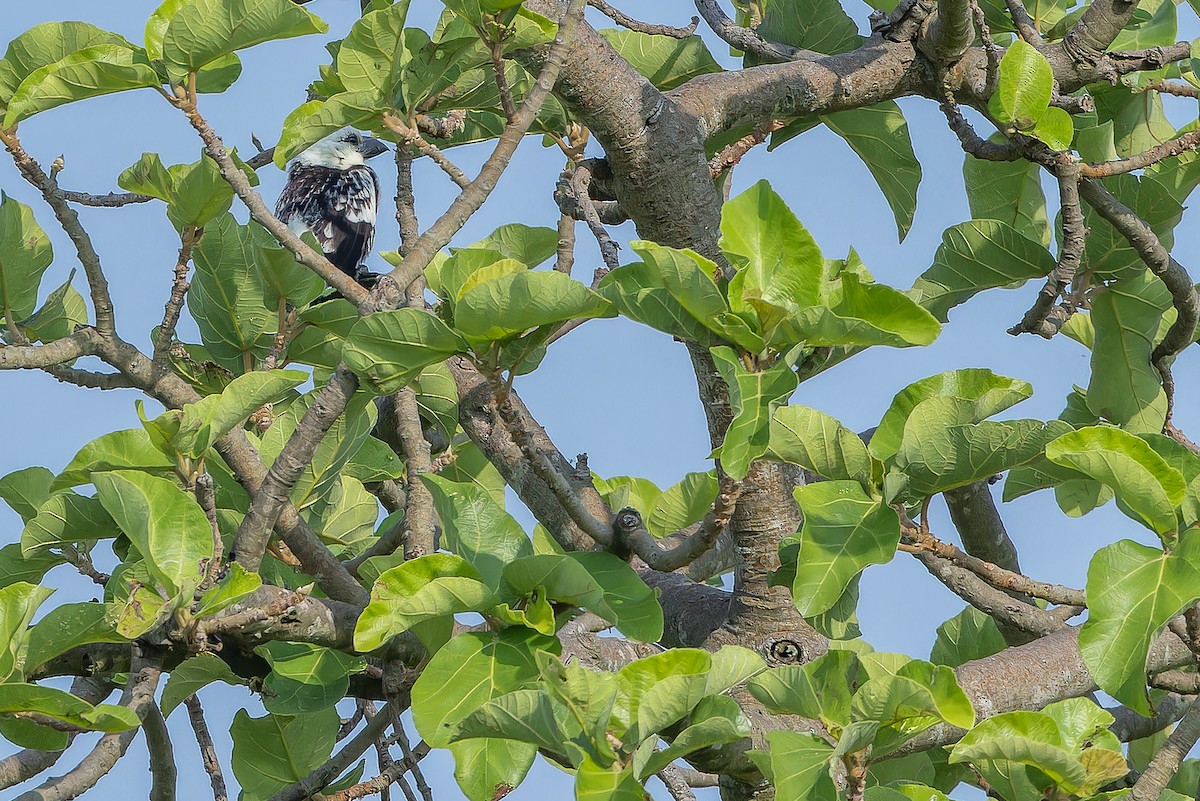 White-headed Barbet (White-headed) - ML642436891