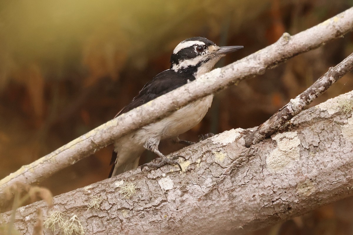 Hairy Woodpecker - ML642436894