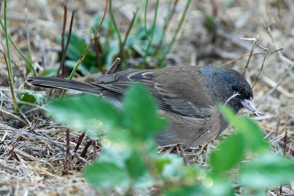 vinterjunko (oreganus gr.) - ML642436900