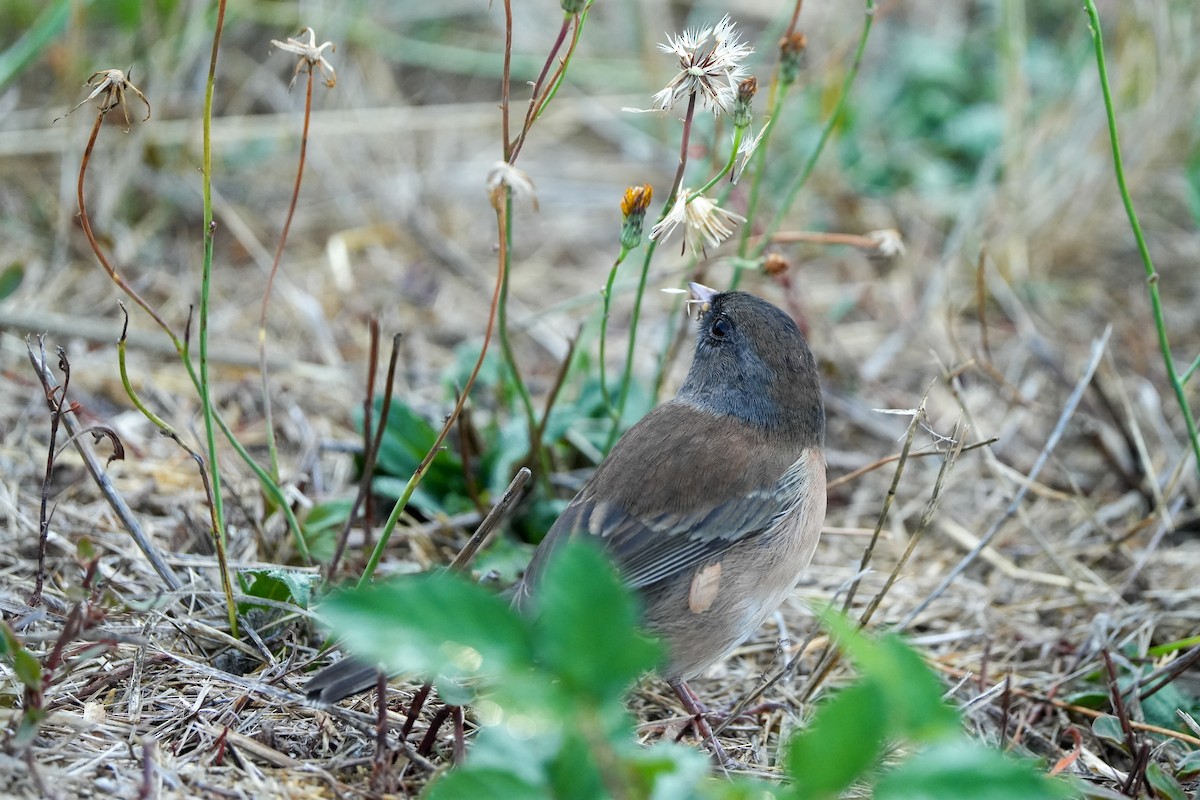 vinterjunko (oreganus gr.) - ML642436901