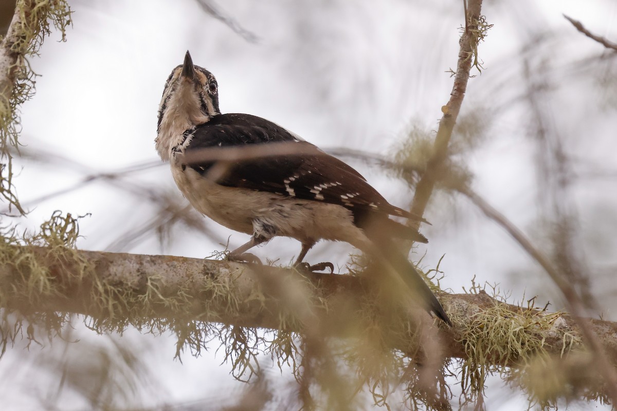 Hairy Woodpecker - ML642436911