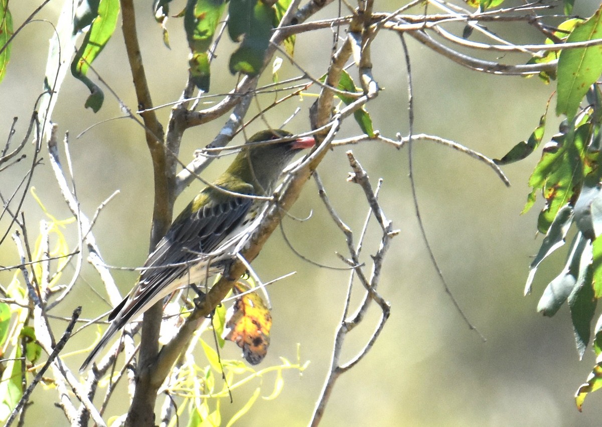 Olive-backed Oriole - ML642436912