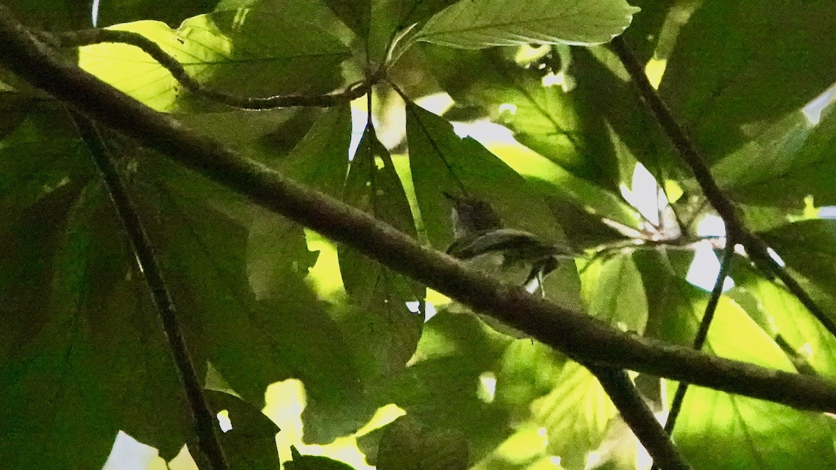 White-bellied Tody-Tyrant - ML642436928
