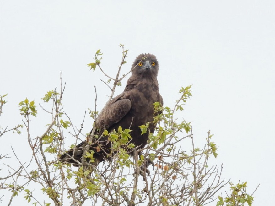 Brown Snake-Eagle - ML642436937