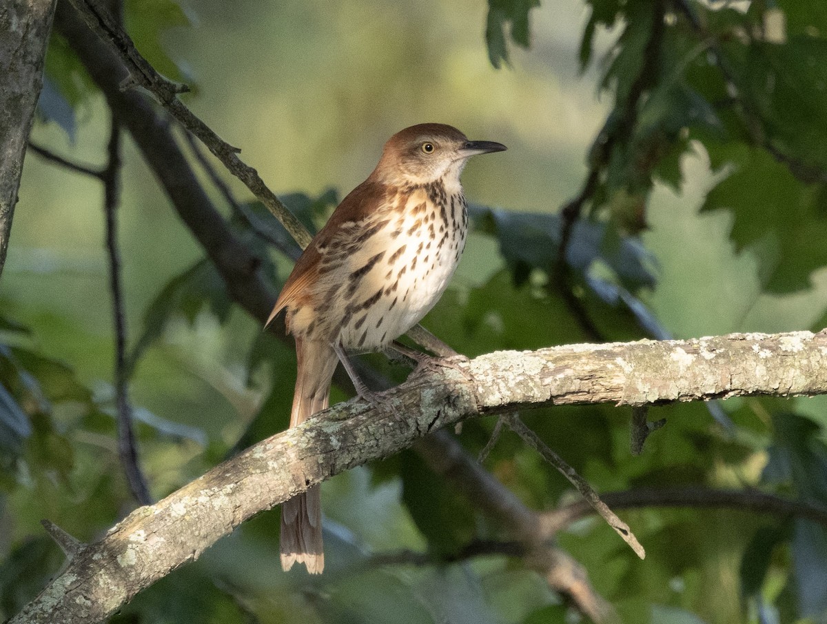 Brown Thrasher - ML642436938