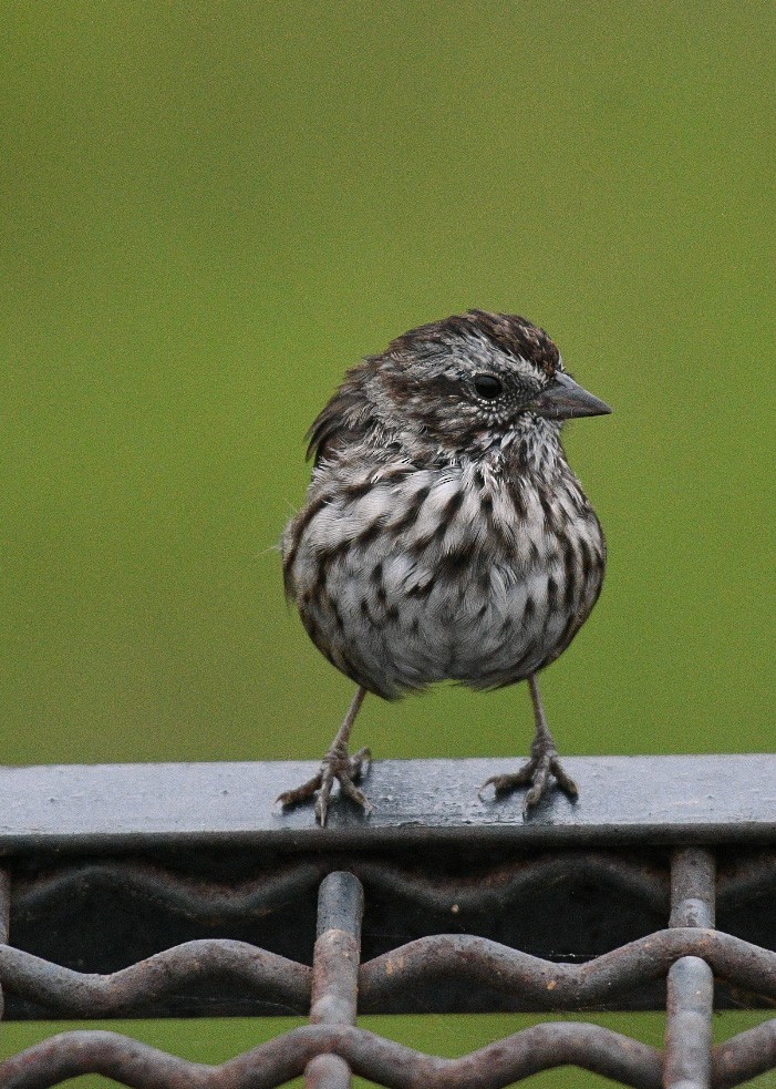 Song Sparrow - ML642436944