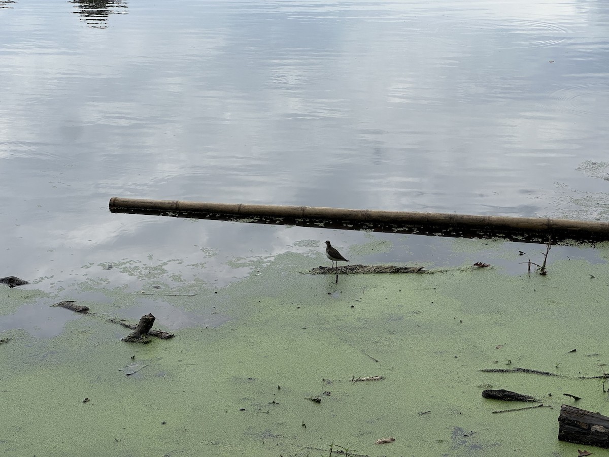 Solitary Sandpiper - ML642436960