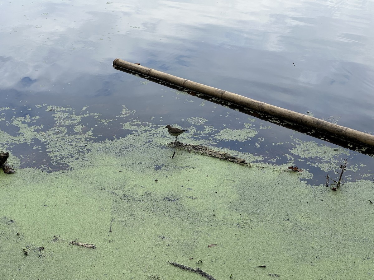 Solitary Sandpiper - ML642436961