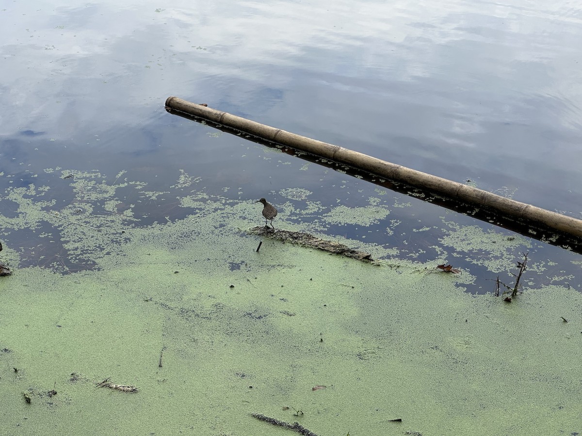 Solitary Sandpiper - ML642436962