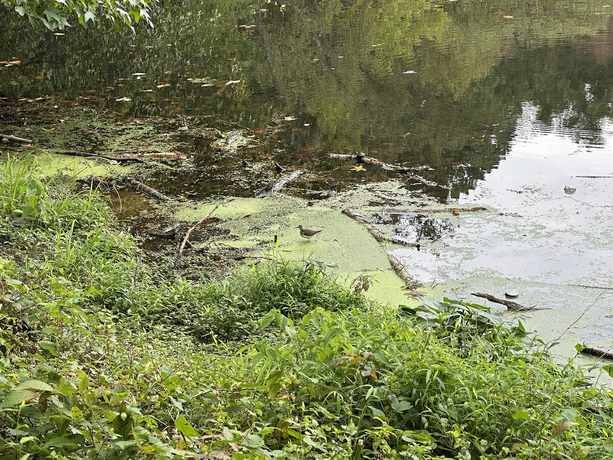 Solitary Sandpiper - ML642436964
