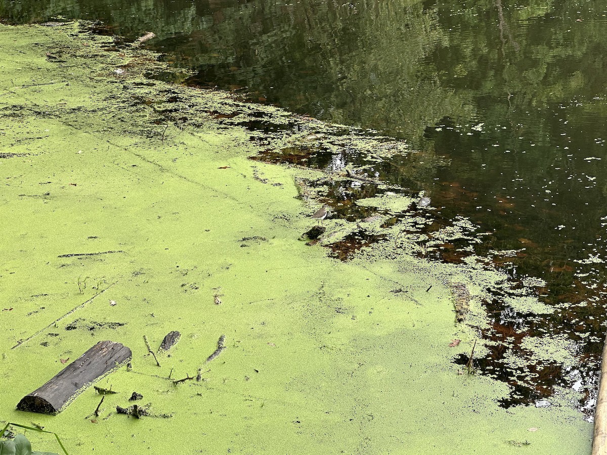 Solitary Sandpiper - ML642436965