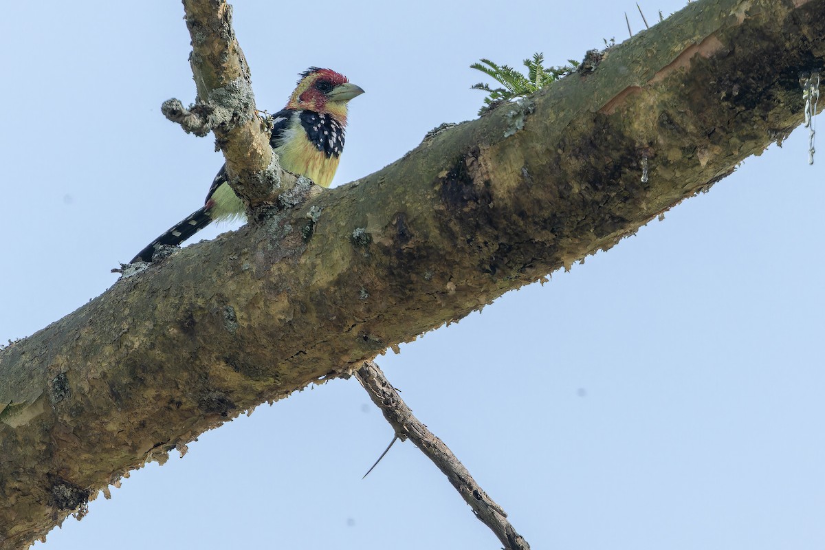 Crested Barbet - ML642436969