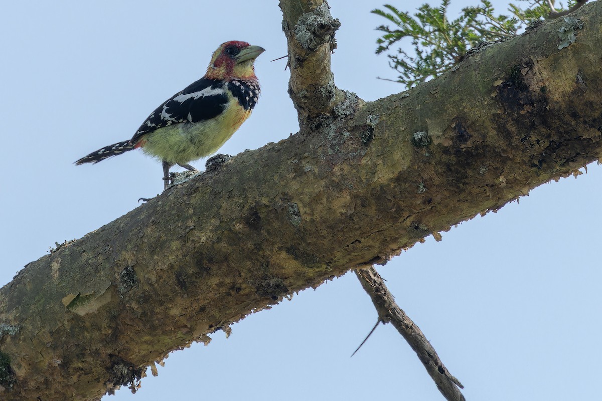 Crested Barbet - ML642436973