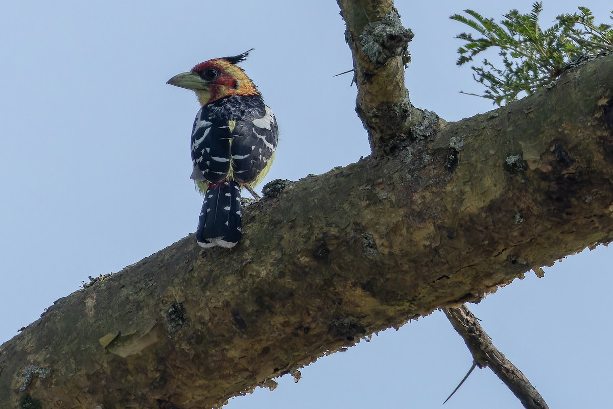 Crested Barbet - ML642436975