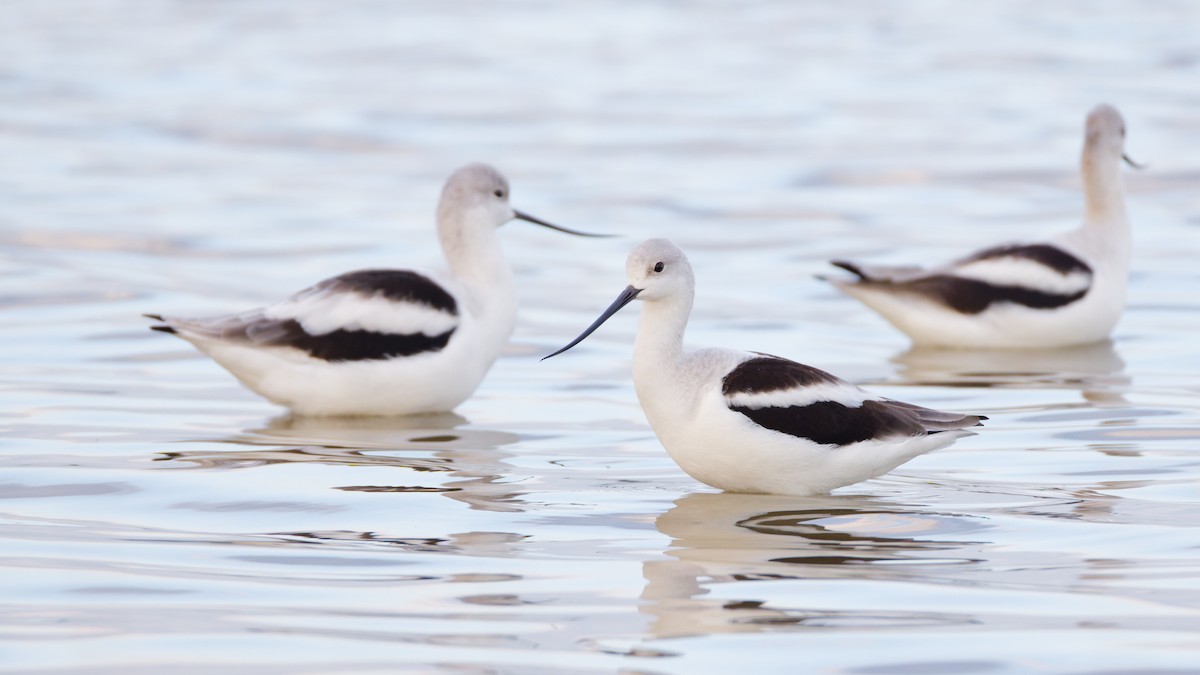 American Avocet - ML642436976