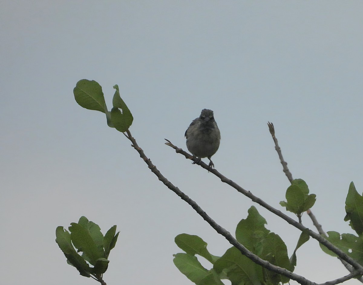 Black-throated Canary - ML642436995