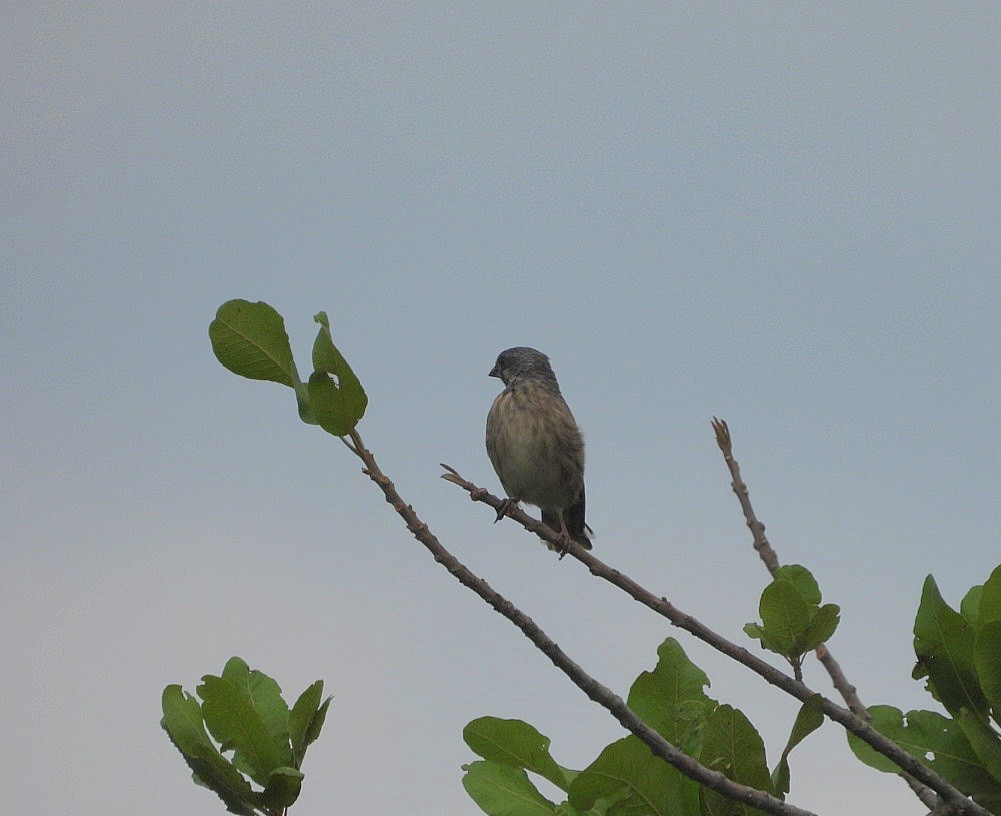 Black-throated Canary - ML642436996
