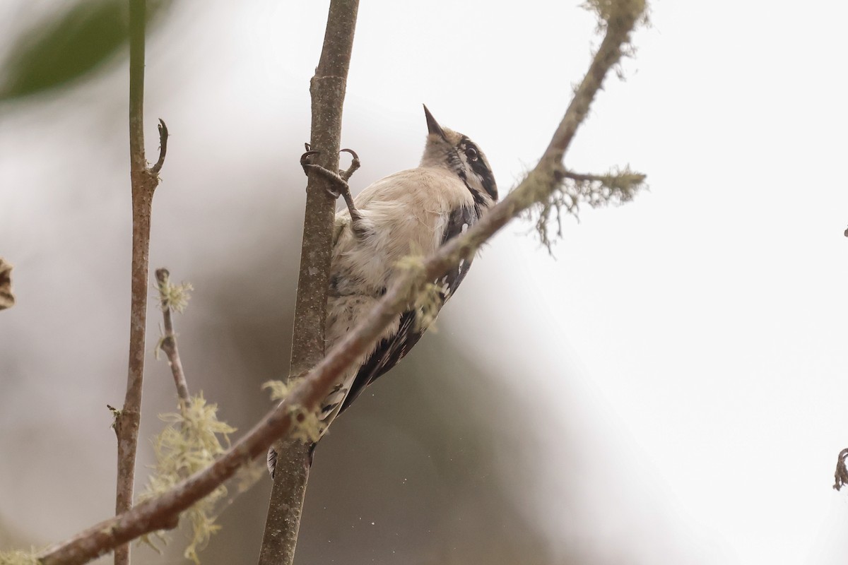Downy Woodpecker - ML642436997
