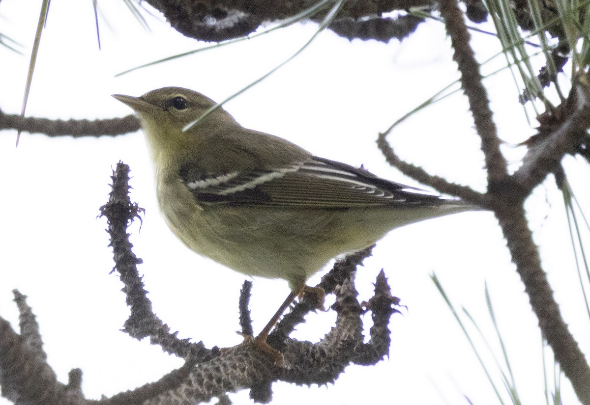 Blackpoll Warbler - ML642437031
