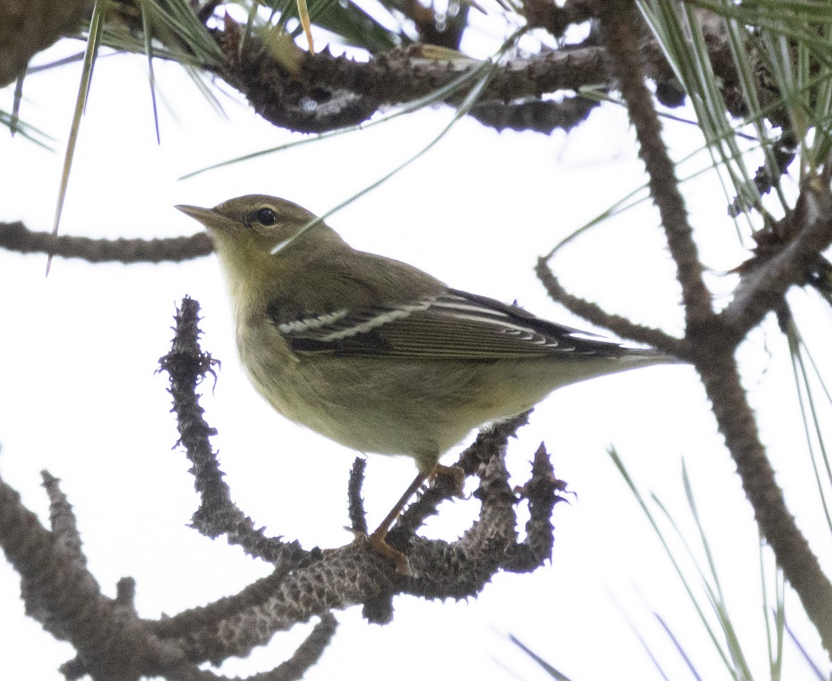 Blackpoll Warbler - ML642437032